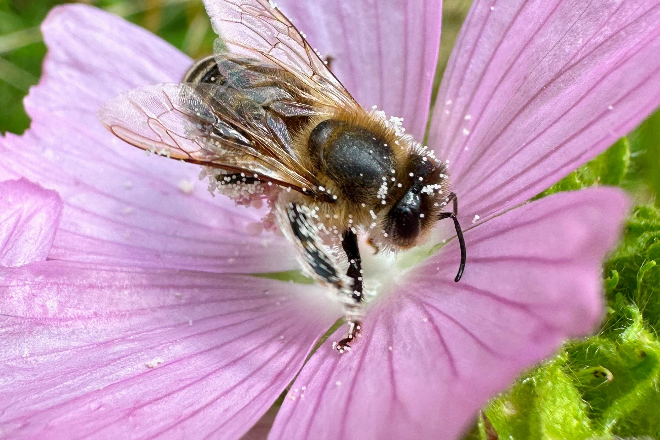 Eine pelzige Wildbiene sammelt Pollen auf der Blüte einer zartrosa Malve.