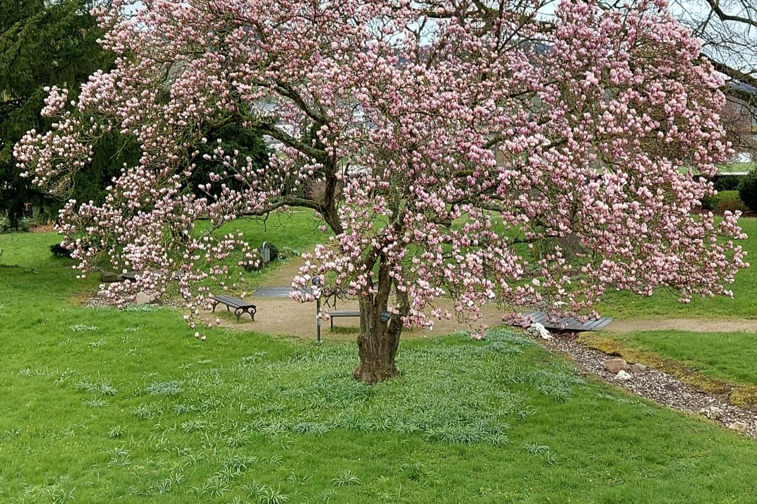 Blühender Magnolienbaum im Park, dahinter ein kahler Baum und grüne Wiese.