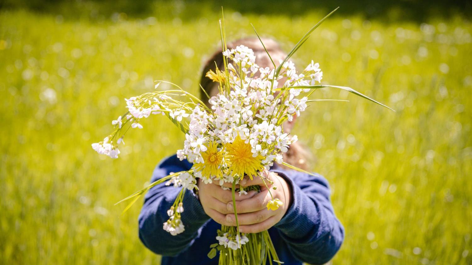 Kind hält Strauß aus Wiesenblumen auf einer sonnigen Wiese.
