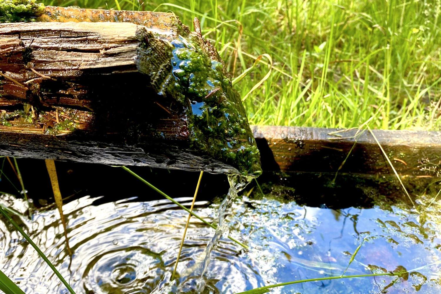 Klares Wasser fließt aus Holzrinne in einen kleinen Teich im grünen Gras.