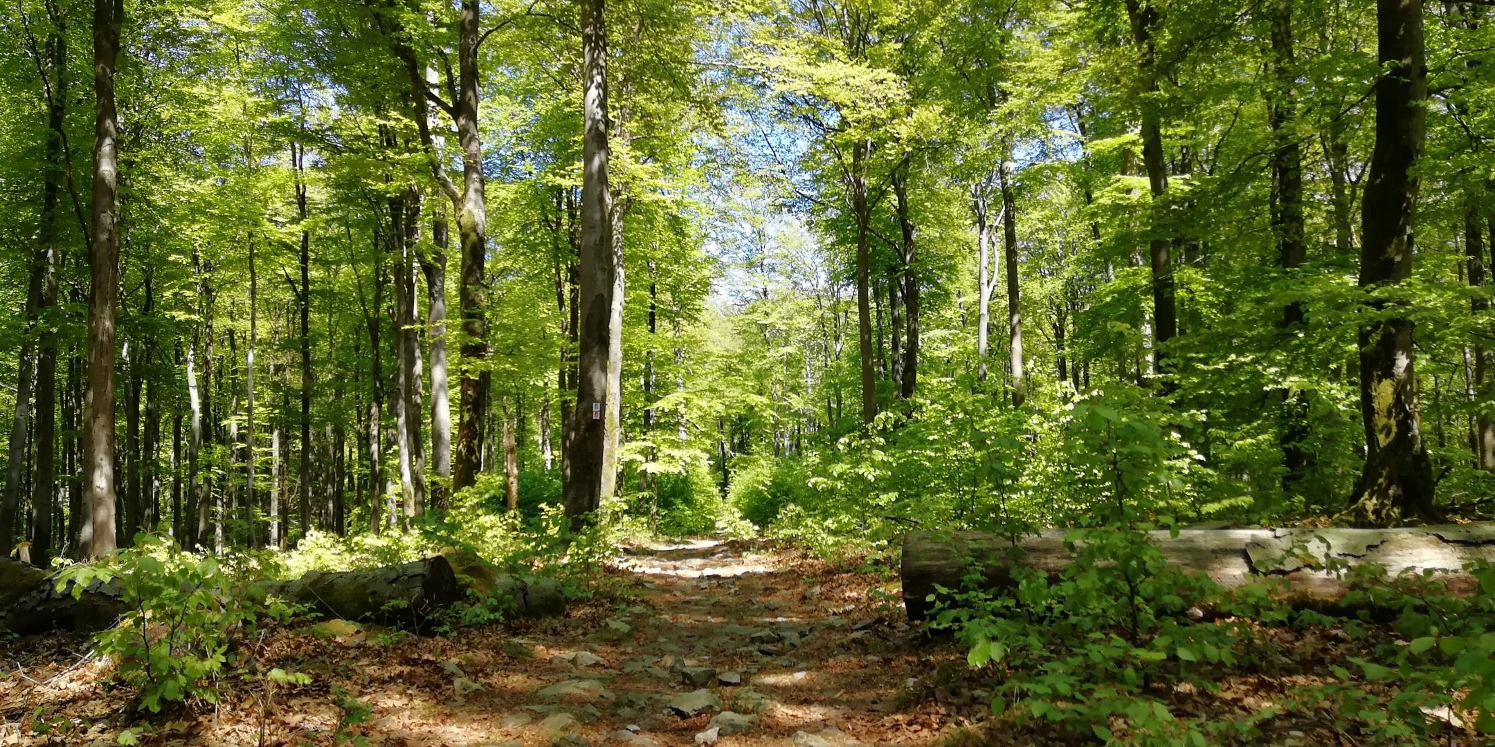 Nationalpark Hunsrück-Hochwald